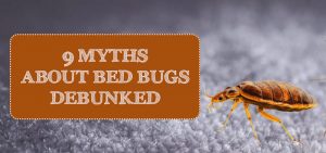bedbug-myths-debunked