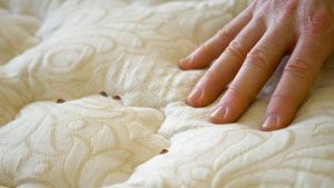 bedbugs infected furnitures and matress