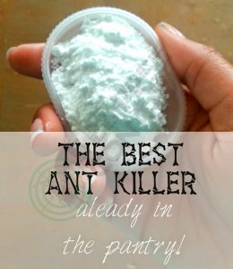 get-ant-pest-control-pix