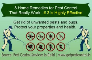 8 home remedies for Pset control Infographs