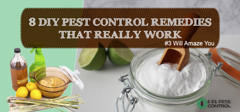 8 Homemade Pest Control Remedies to Ward of Pests from Home