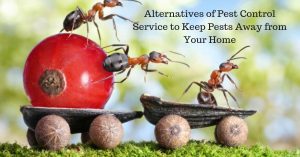 Alternatives of Pest Control Service to Keep Pests Away from Your Home