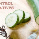 Pest Control Alternatives to Keep Pests Away from Home