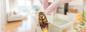 Tips and tricks for the best Pest Control