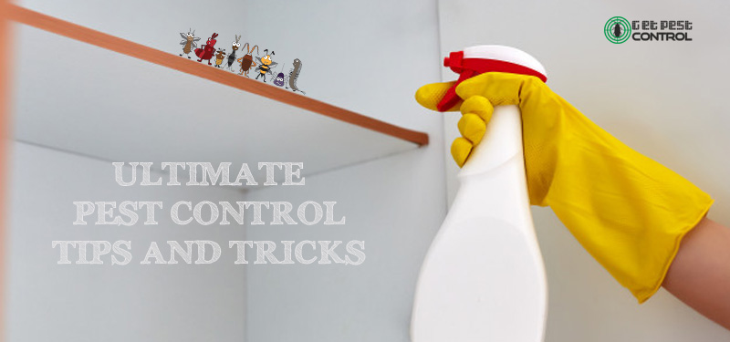 The Ultimate Pest Control Tips and Tricks