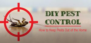 diy-pest-control