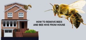 bee-hive-removal