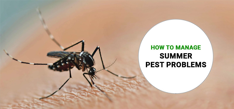 Pest Management in Summer – How to Manage Summer Pest Problems?