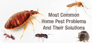 common-pest-problems-and-solution