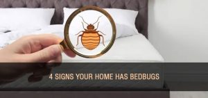 signs-of-bedbugs