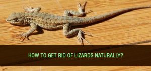 getting-rid-of-lizards
