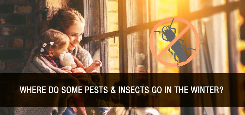 Where Do Some Pests & Insects Go in the Winter?