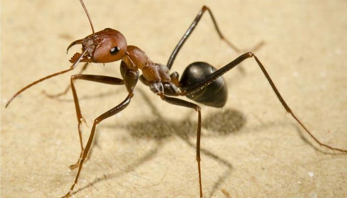 ants-control