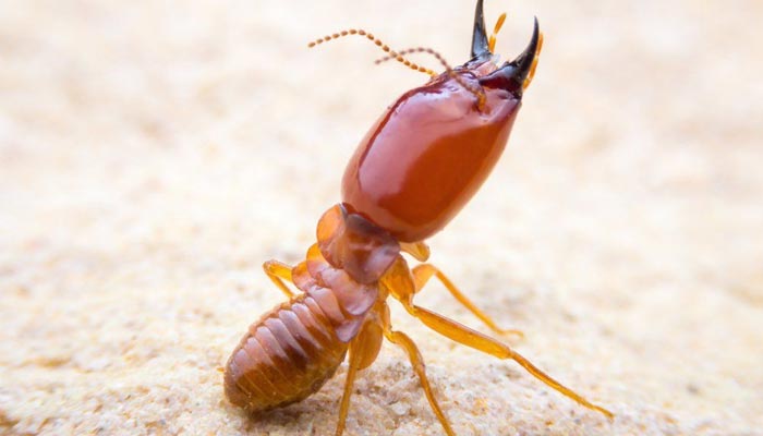 termite-control