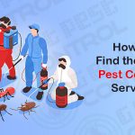 Tips for Finding the Best Pest Control Service