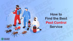 how-to-find-pest-control-service