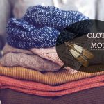 All You Need To Know About Clothes Moths