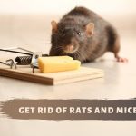 Get Rid of Rats and Mice