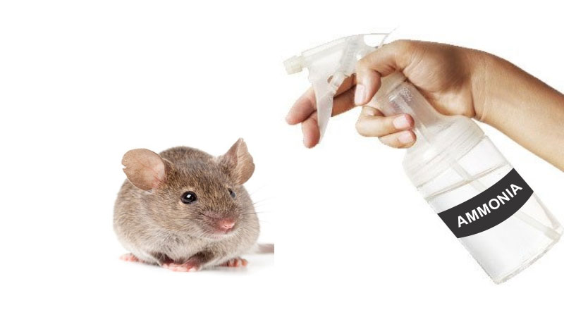 amonia-spray-for-rats