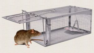 rat-cage-trap