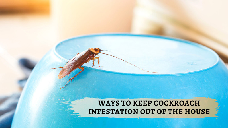 Ways to Keep Cockroach Infestation Out Of the House
