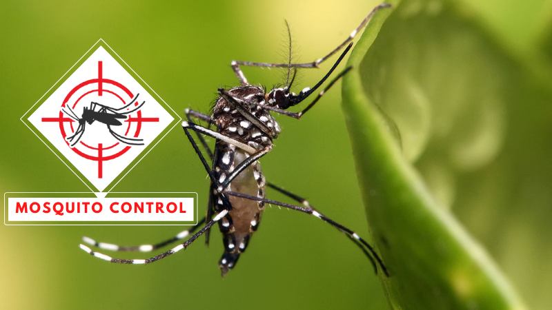 Monsoon Tips to Prevent Diseases like Malaria and Dengue