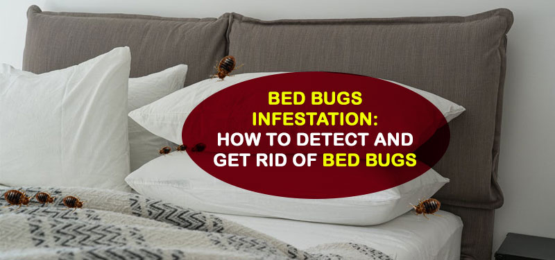 How to Get Rid of Bed Bugs: Bedbug Infestation, Signs, and Treatments