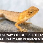 How to Get Rid of Lizards at Home Naturally and Permanently