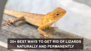 how-to-get-rid-of-lizards