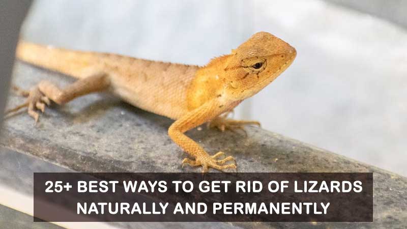 How to Get Rid of Lizards at Home Naturally and Permanently