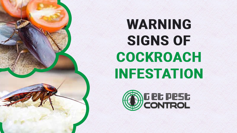Top 5 Signs of Cockroach Infestation: Indicators That Tell If You Have Roaches