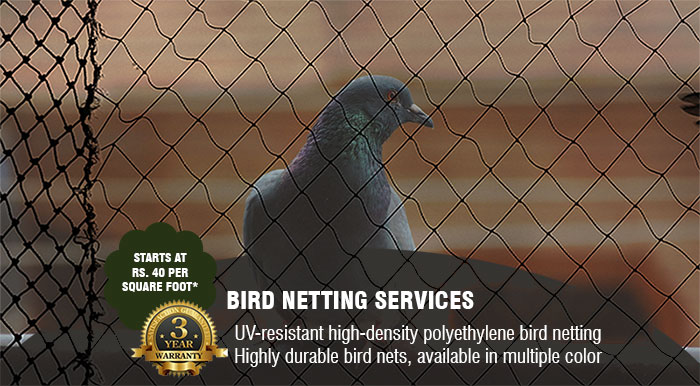 bird-netting-service