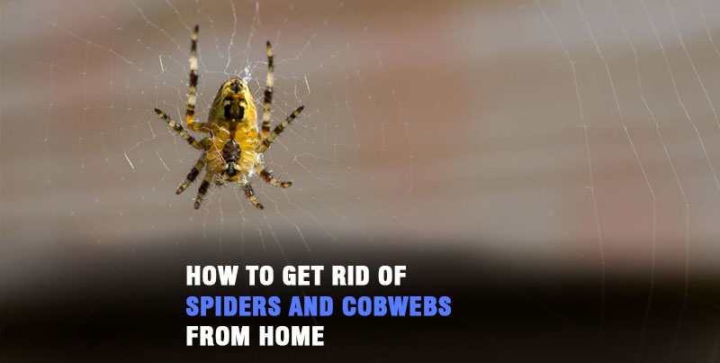 How to Get Rid of Spiders and Cobwebs from Home