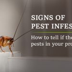 Signs of Pest Infestation: How to Tell if There are Pests in Residential Properties