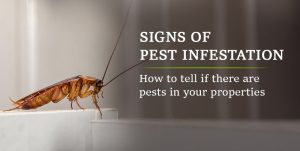 signs-of-pest-infestation