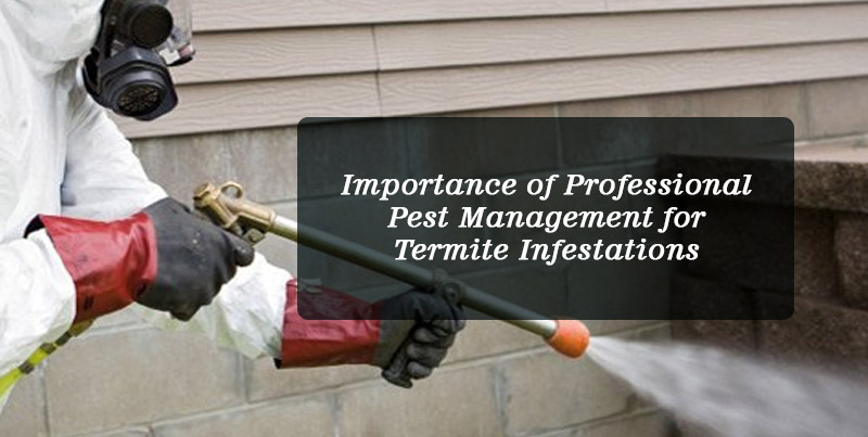 Importance of Professional Pest Management for Termite Infestations