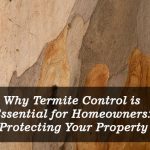 termite-control-is-essential