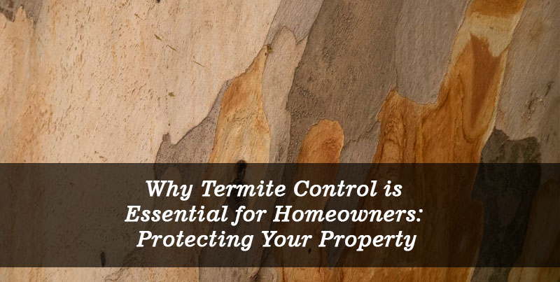Why Termite Control is Essential for Homeowners: Protecting Your Property