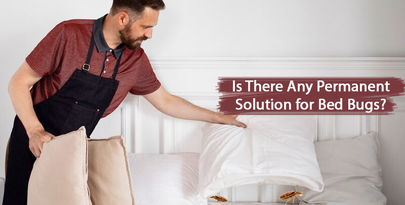 Is There Any Permanent Solution for Bed Bugs?