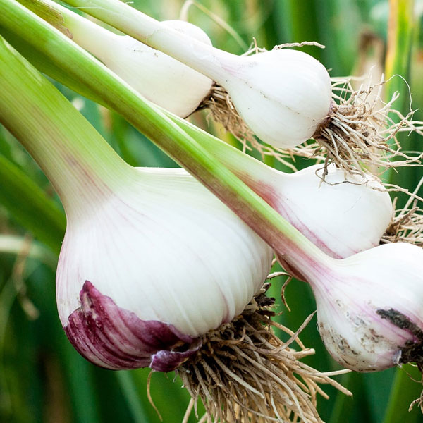 garlic-plant