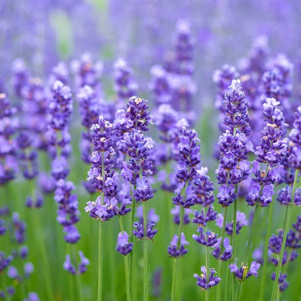 lavender-plant-mosquito-repellent-plant