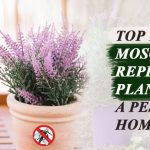 mosquito-repellent-plants