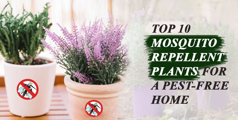 Top 10 Mosquito Repellent Plants for a Pest-Free Home