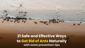 How to Get Rid of Ants from Home Naturally with Home Remedies