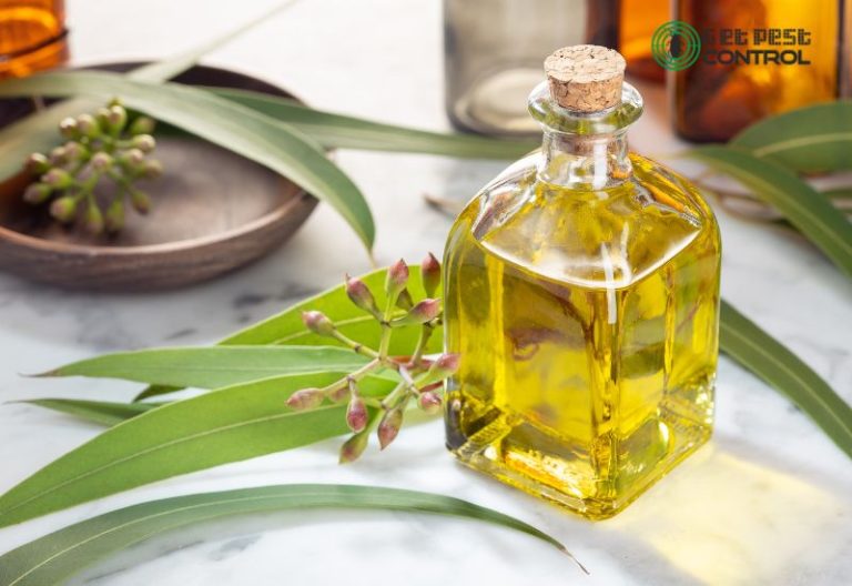 How to Get Rid of Ants from Home Naturally with Home Remedies
