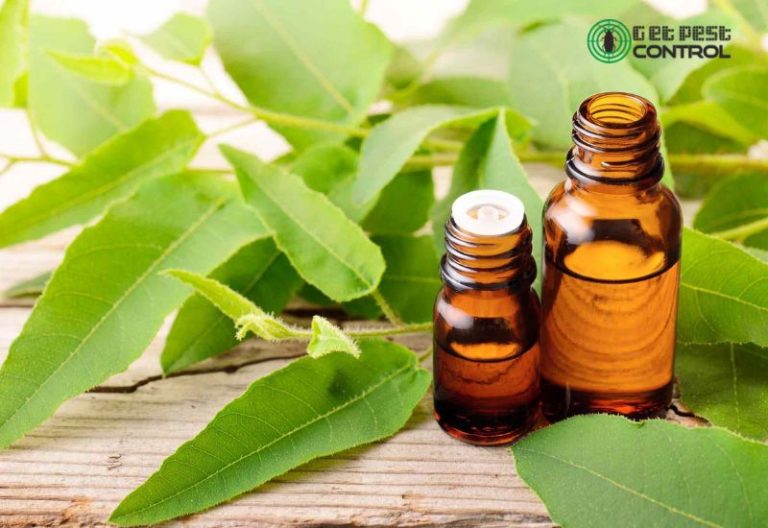 How to Get Rid of Ants from Home Naturally with Home Remedies