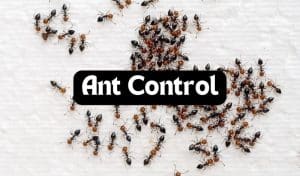 gpc-ant-control