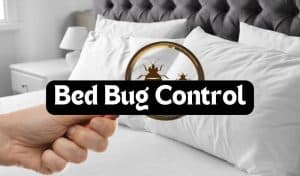 gpc-bed-bug-treatment