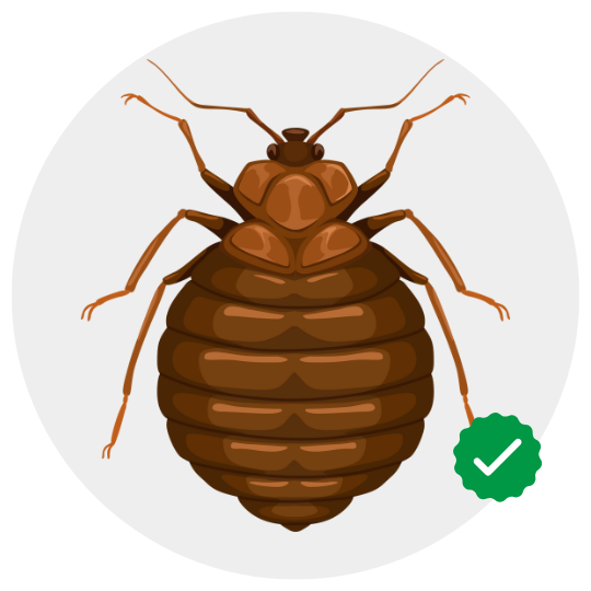 Bed Bug Prevention and Removal Services by GPC