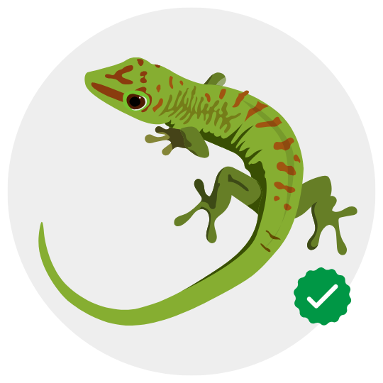 Lizard Control Services by GPC